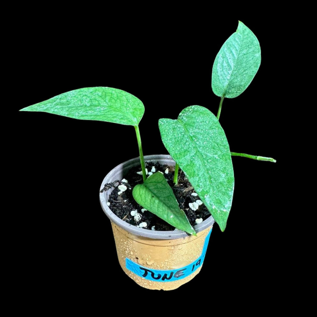 Epipremnum Pinnatum 'Cebu Blue' Pothos in a Nursery Pot | Rare Cebu Blue Epipremnum Pinnatum | Gift Houseplants