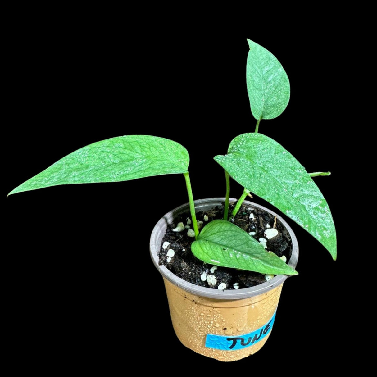 Epipremnum Pinnatum 'Cebu Blue' Pothos in a Nursery Pot | Rare Cebu Blue Epipremnum Pinnatum | Gift Houseplants