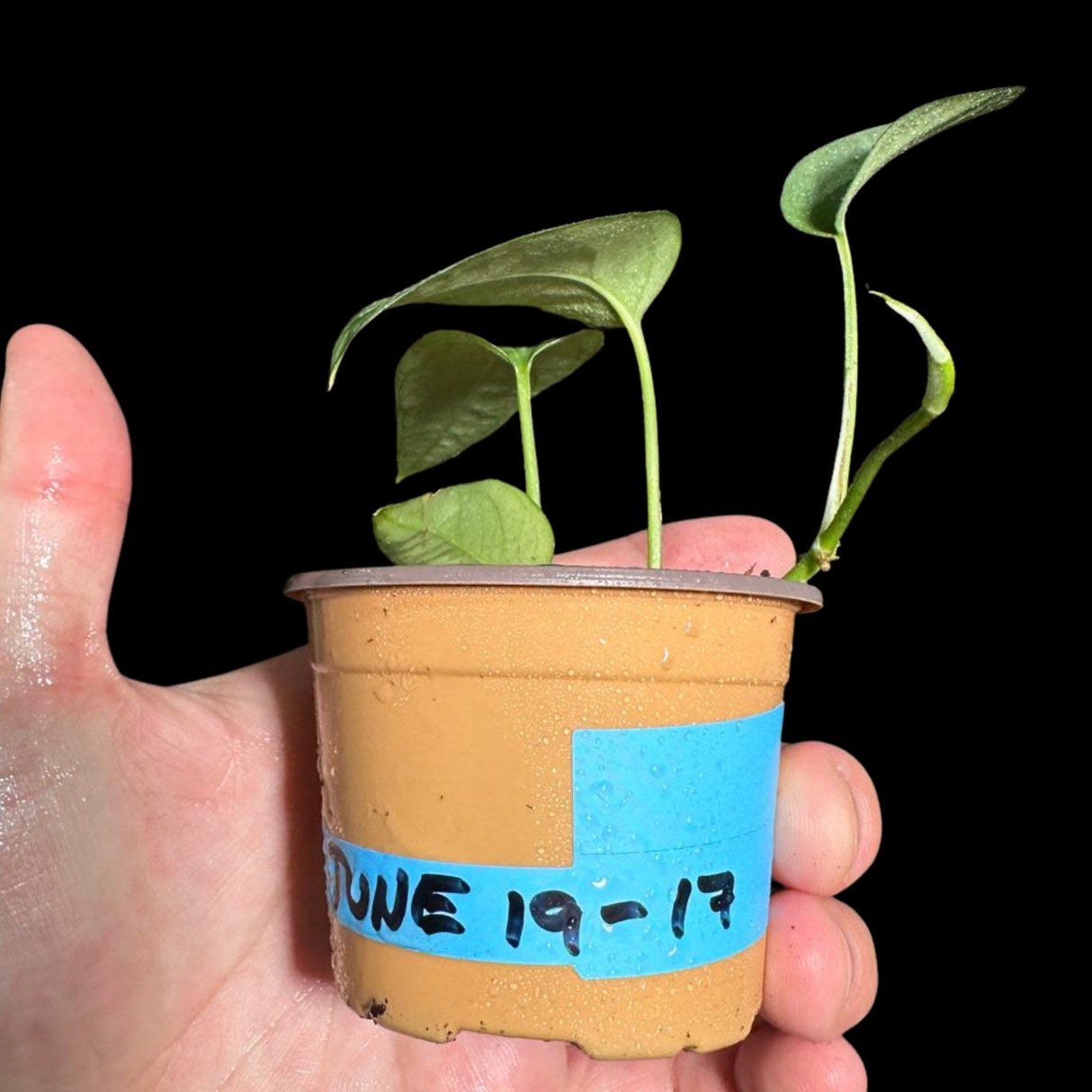 Epipremnum Pinnatum 'Cebu Blue' Pothos in a Nursery Pot | Rare Cebu Blue Epipremnum Pinnatum | Gift Houseplants