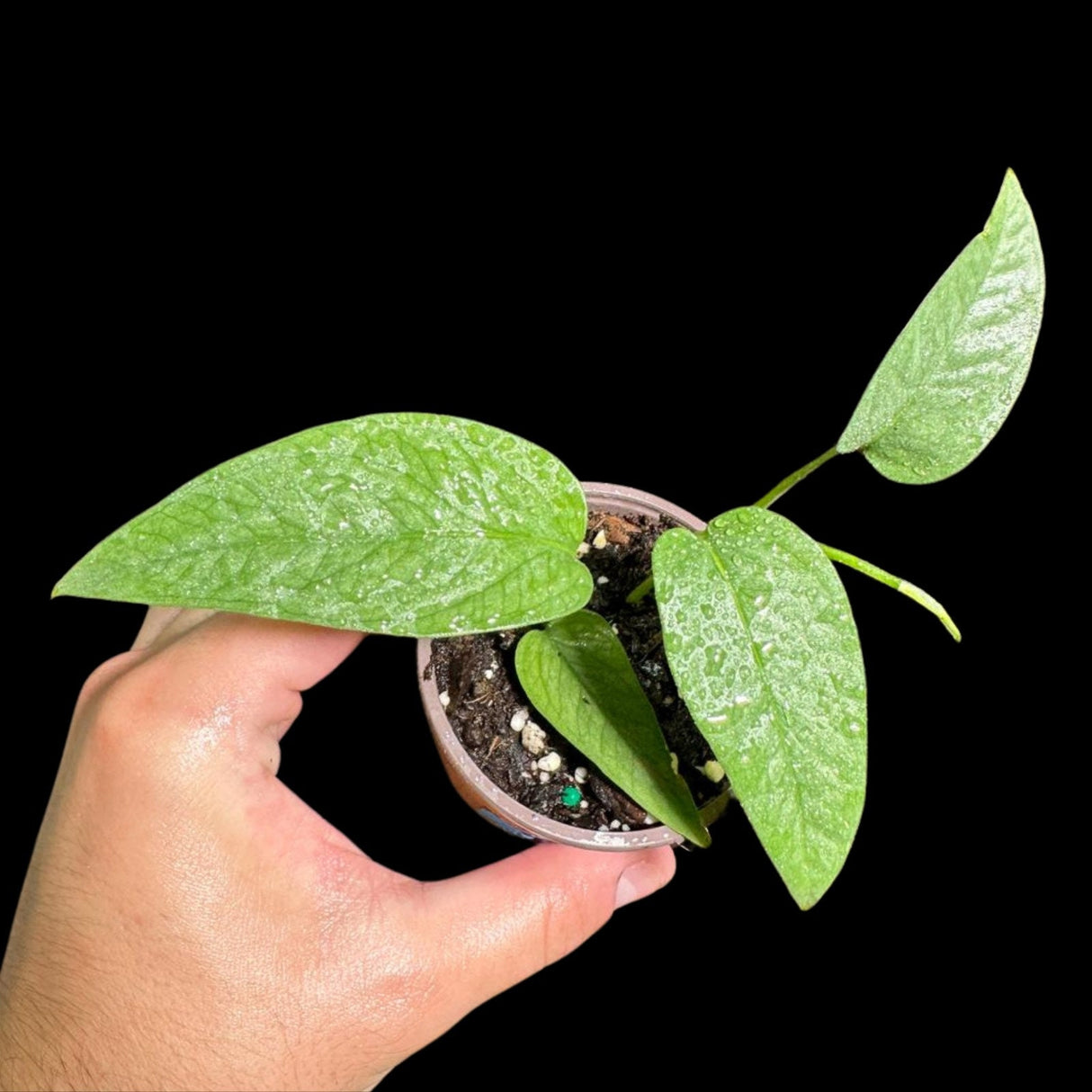 Epipremnum Pinnatum 'Cebu Blue' Pothos in a Nursery Pot | Rare Cebu Blue Epipremnum Pinnatum | Gift Houseplants