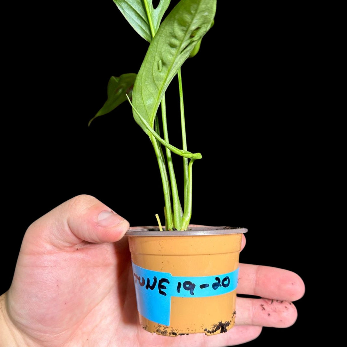 Swiss Chees Plant - Monstera Adansonii - Swees Cheese Potted Plant - Live Indoor plant - monstera Pot- air purification plant