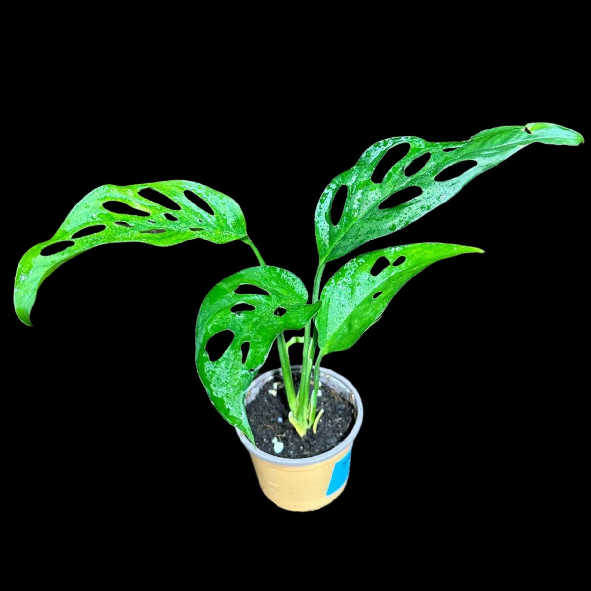 Swiss Chees Plant - Monstera Adansonii - Swees Cheese Potted Plant - Live Indoor plant - monstera Pot- air purification plant