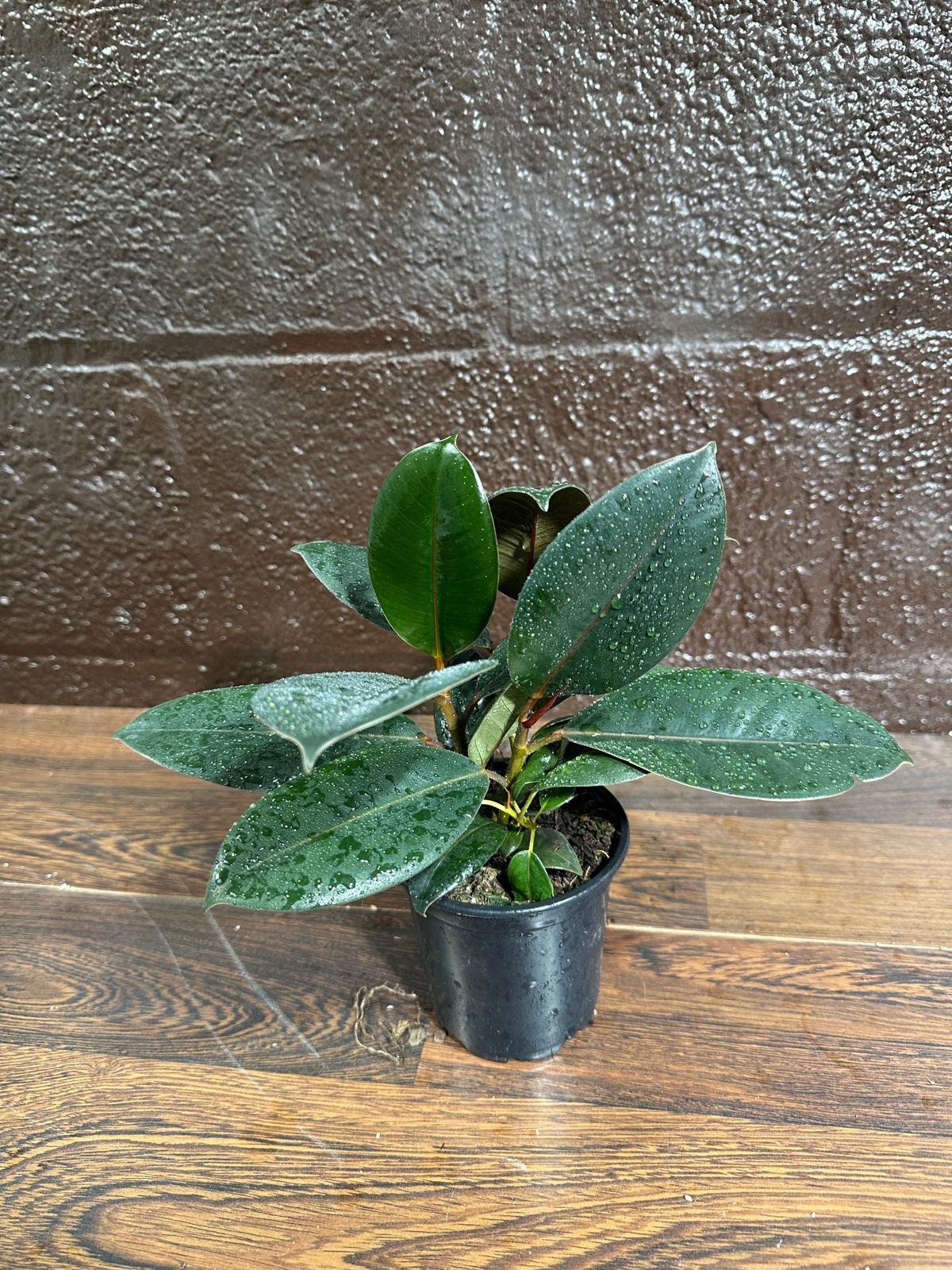 Burgundy Rubber Tree in 5" Pot - Ficus Elastica - Gift Houseplant - Unique Tropical Plants - Easy Care Houseplant - Live Indoor Plant