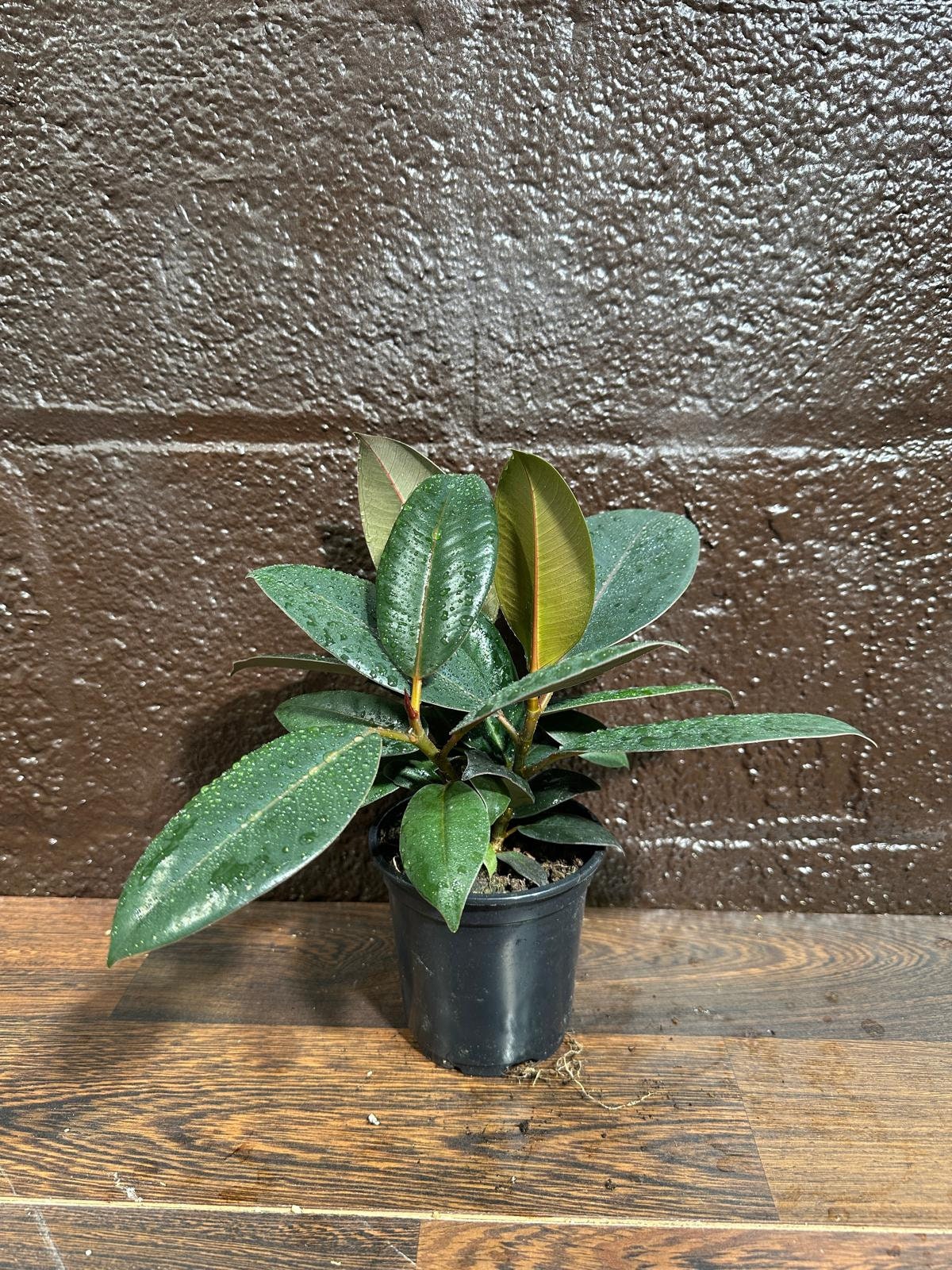 Burgundy Rubber Tree in 5" Pot - Ficus Elastica - Gift Houseplant - Unique Tropical Plants - Easy Care Houseplant - Live Indoor Plant