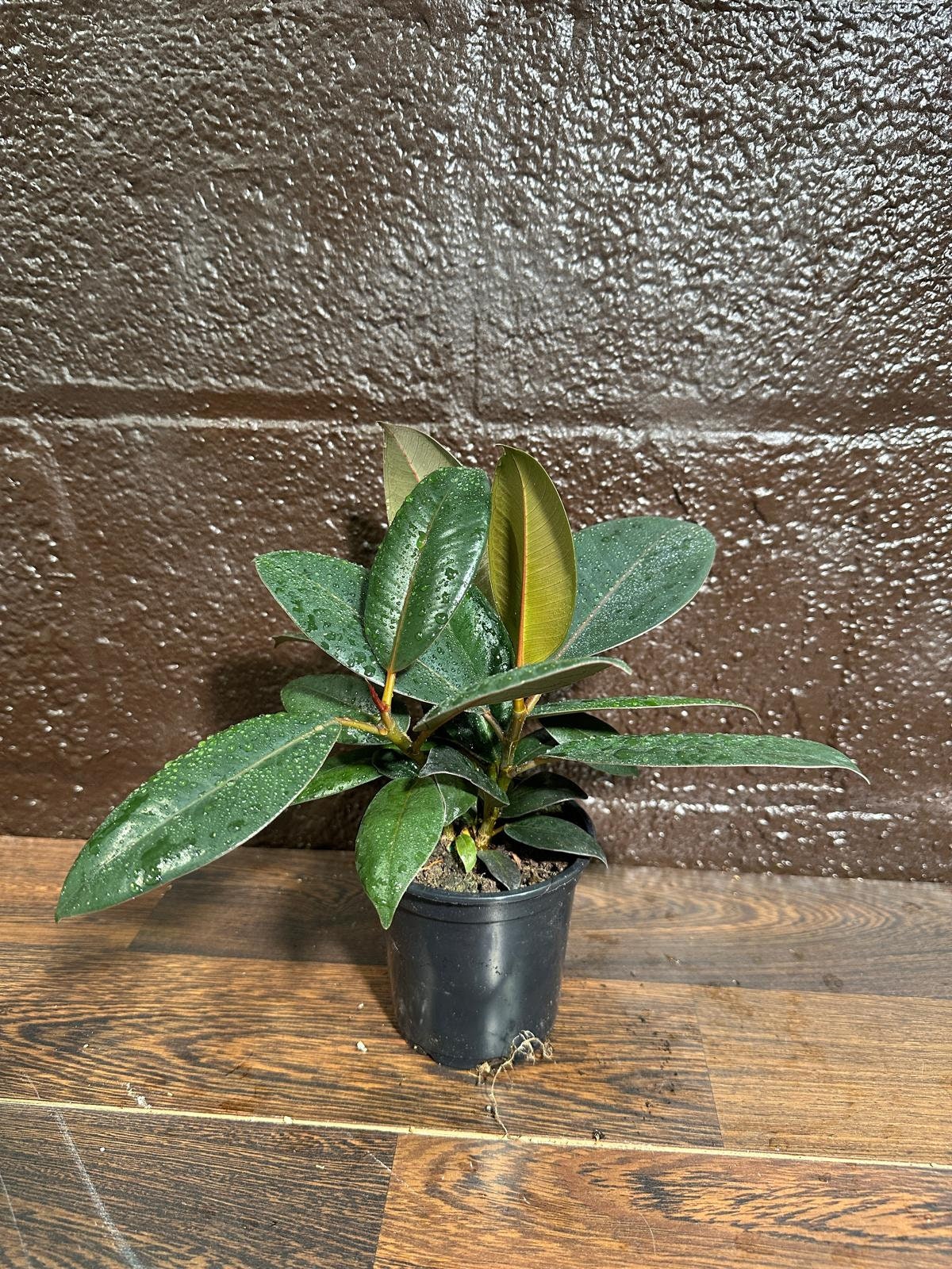 Burgundy Rubber Tree in 5" Pot - Ficus Elastica - Gift Houseplant - Unique Tropical Plants - Easy Care Houseplant - Live Indoor Plant