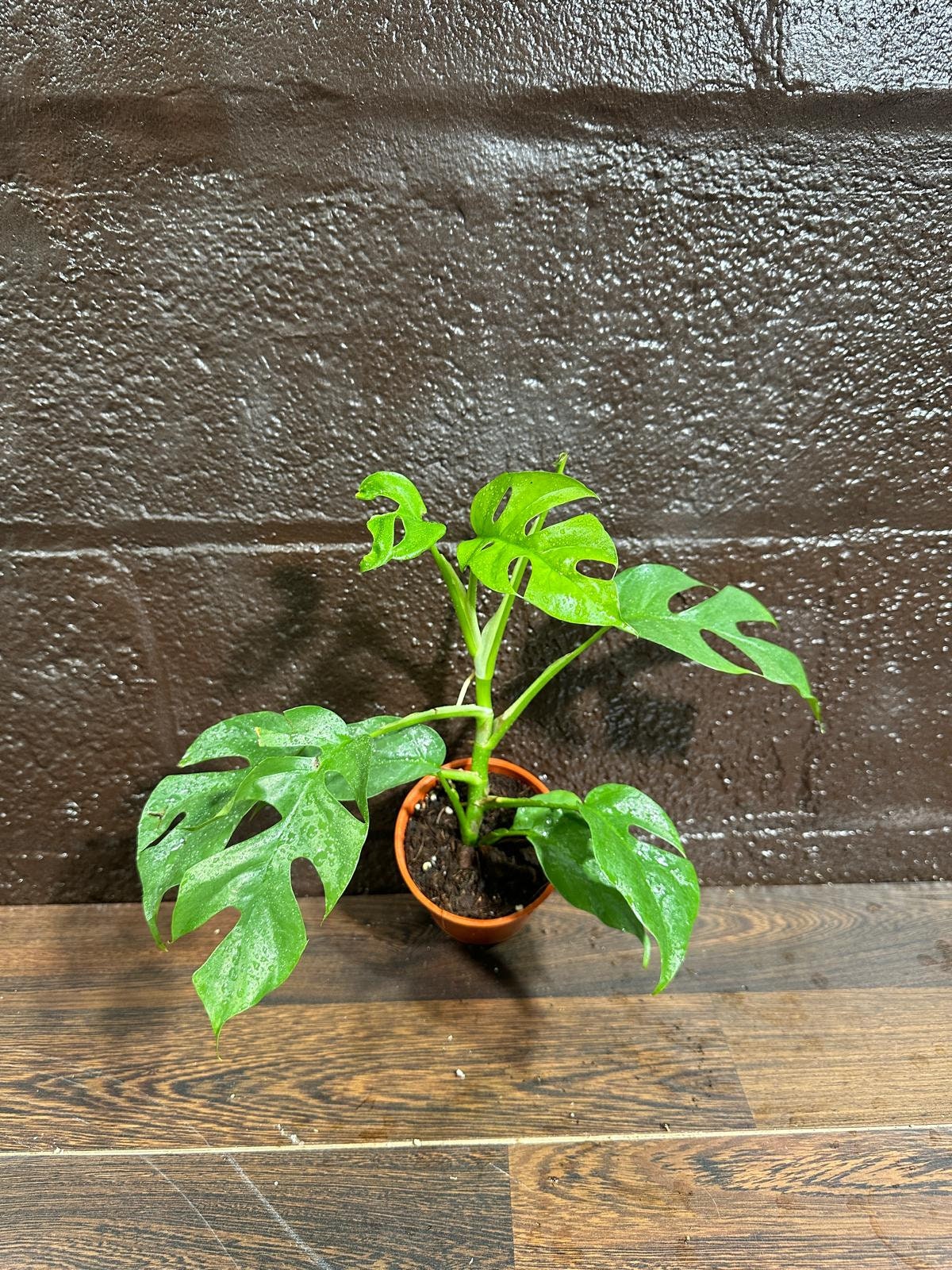 Rare Monstera Minima | Rhaphidophora Tetrasperma | Mini Monstera | Potted Plant | Indoor Plants | Tretrassperma Philodendron