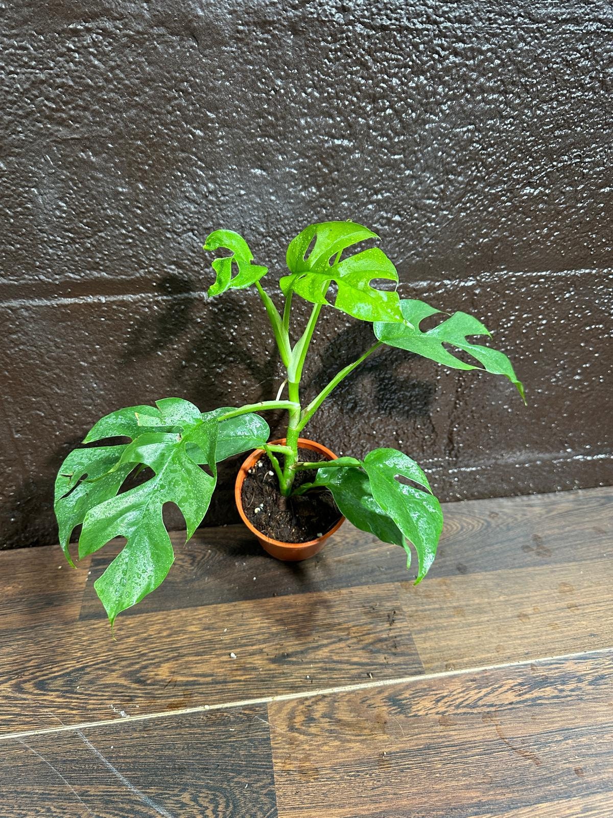 Rare Monstera Minima | Rhaphidophora Tetrasperma | Mini Monstera | Potted Plant | Indoor Plants | Tretrassperma Philodendron