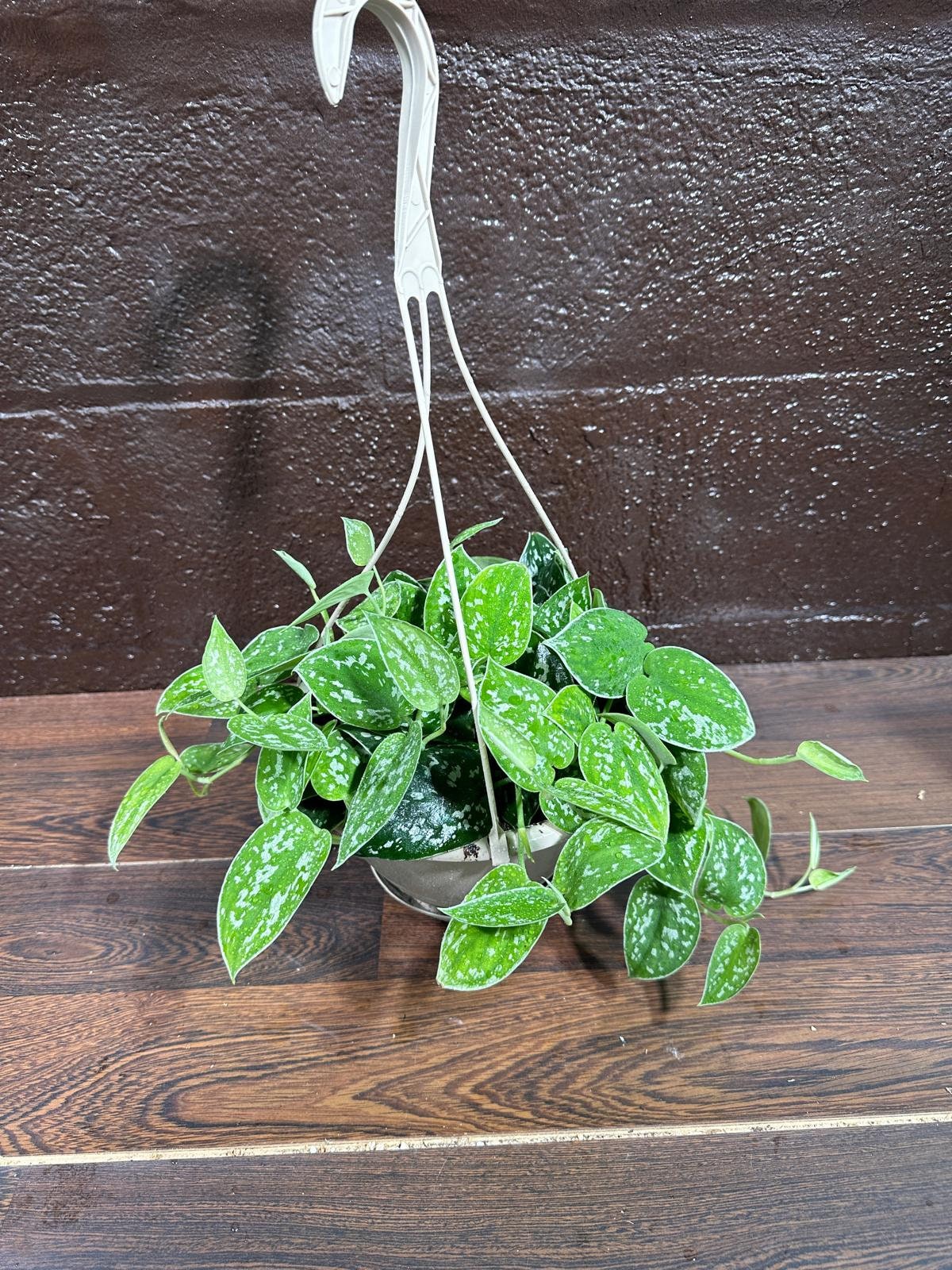 Silver Pothos in a 5" Hanging Basket - Silver Satin Pothos Live Houseplant - Scindapsus pictus 'Argyraeus' - Low light pothos for indoor”