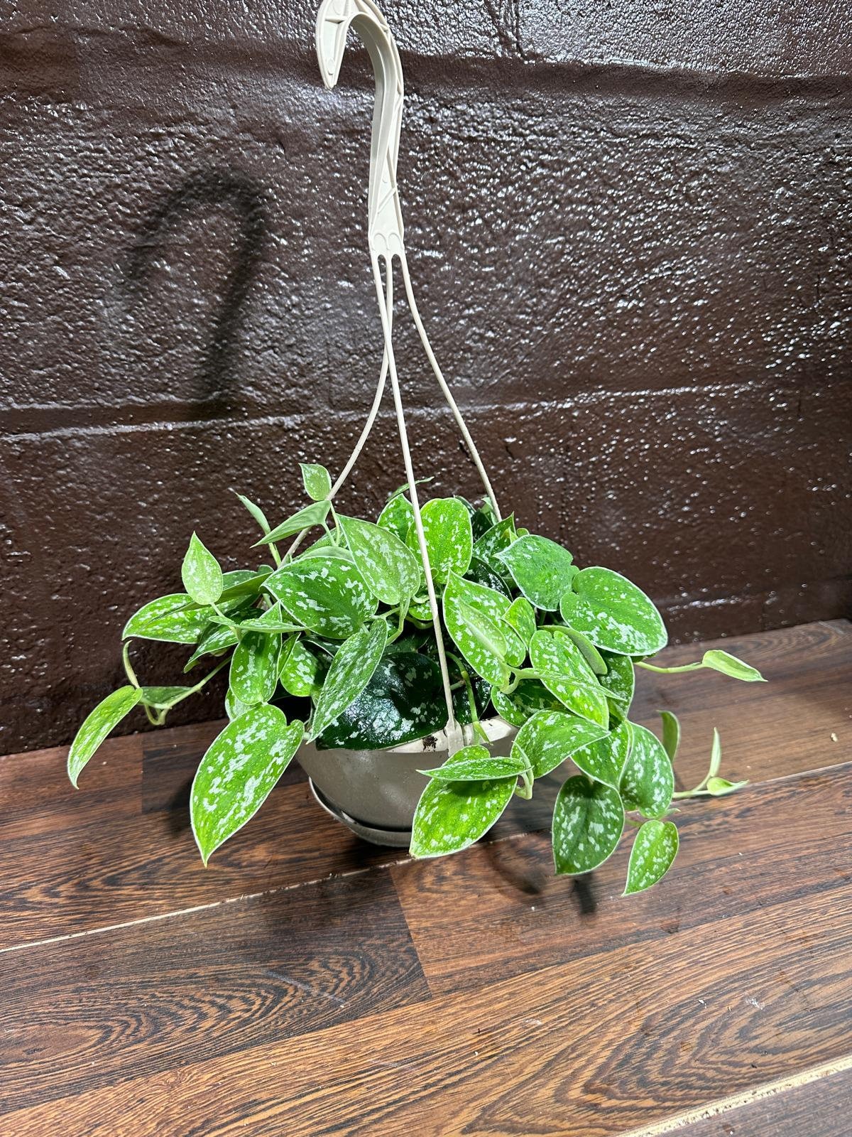 Silver Pothos in a 5" Hanging Basket - Silver Satin Pothos Live Houseplant - Scindapsus pictus 'Argyraeus' - Low light pothos for indoor”