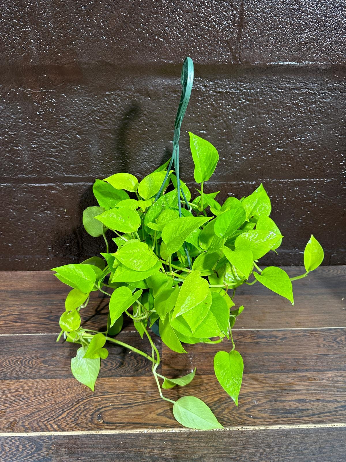 Lemon Lime Philodendron in a Hanging Basket - Neon philodendron- Philodendron Cordatum - Hederaceum - Lemon Lime - Neon Cordatum