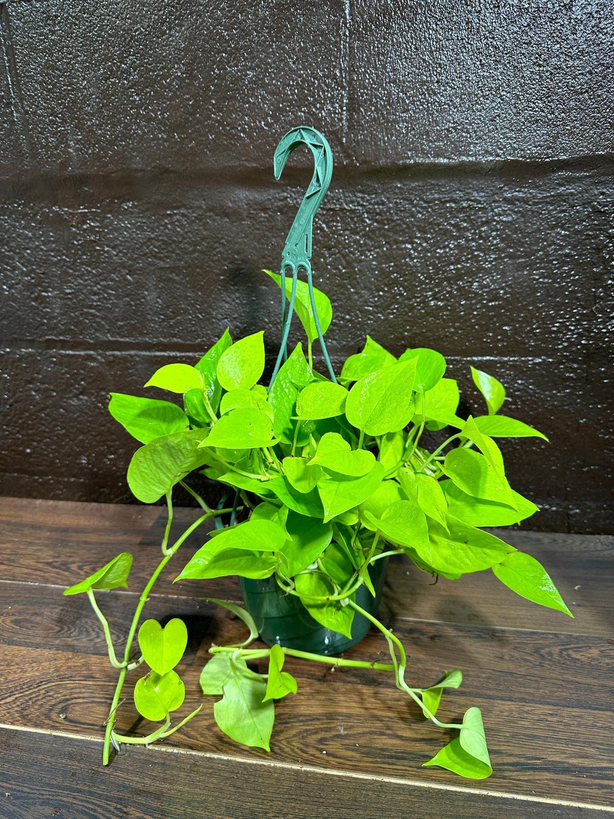 Lemon Lime Philodendron in a Hanging Basket - Neon philodendron- Philodendron Cordatum - Hederaceum - Lemon Lime - Neon Cordatum