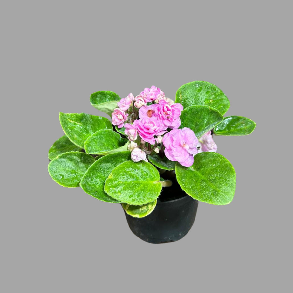 African Violet Live Plant in a Nursery Pot - Pink Rosette Violet - Blooming Indoor Plant - Mini Gift Plant -Low Light Houseplant - US SELLER