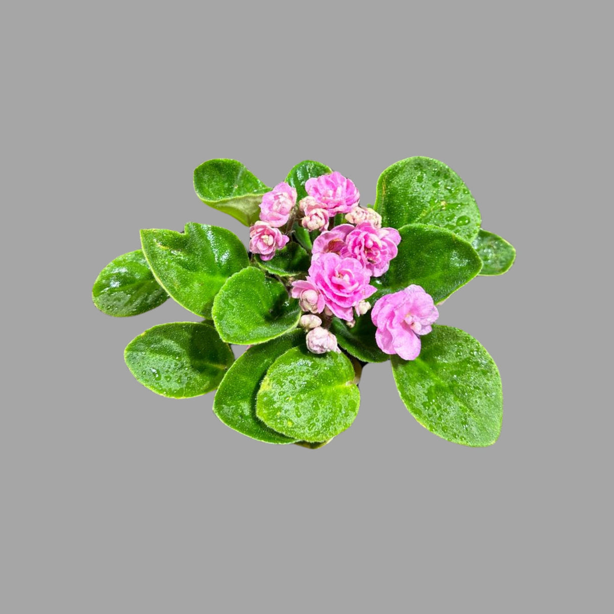 African Violet Live Plant in a Nursery Pot - Pink Rosette Violet - Blooming Indoor Plant - Mini Gift Plant -Low Light Houseplant - US SELLER