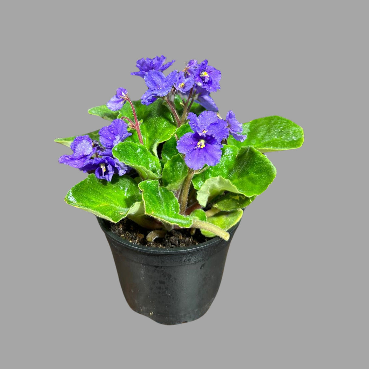 African Violet Live Flower Plant in a 4 Inch Pot - Blue Violet Blooming Indoor Plant - Mini Gift Plant with Blue Flowers