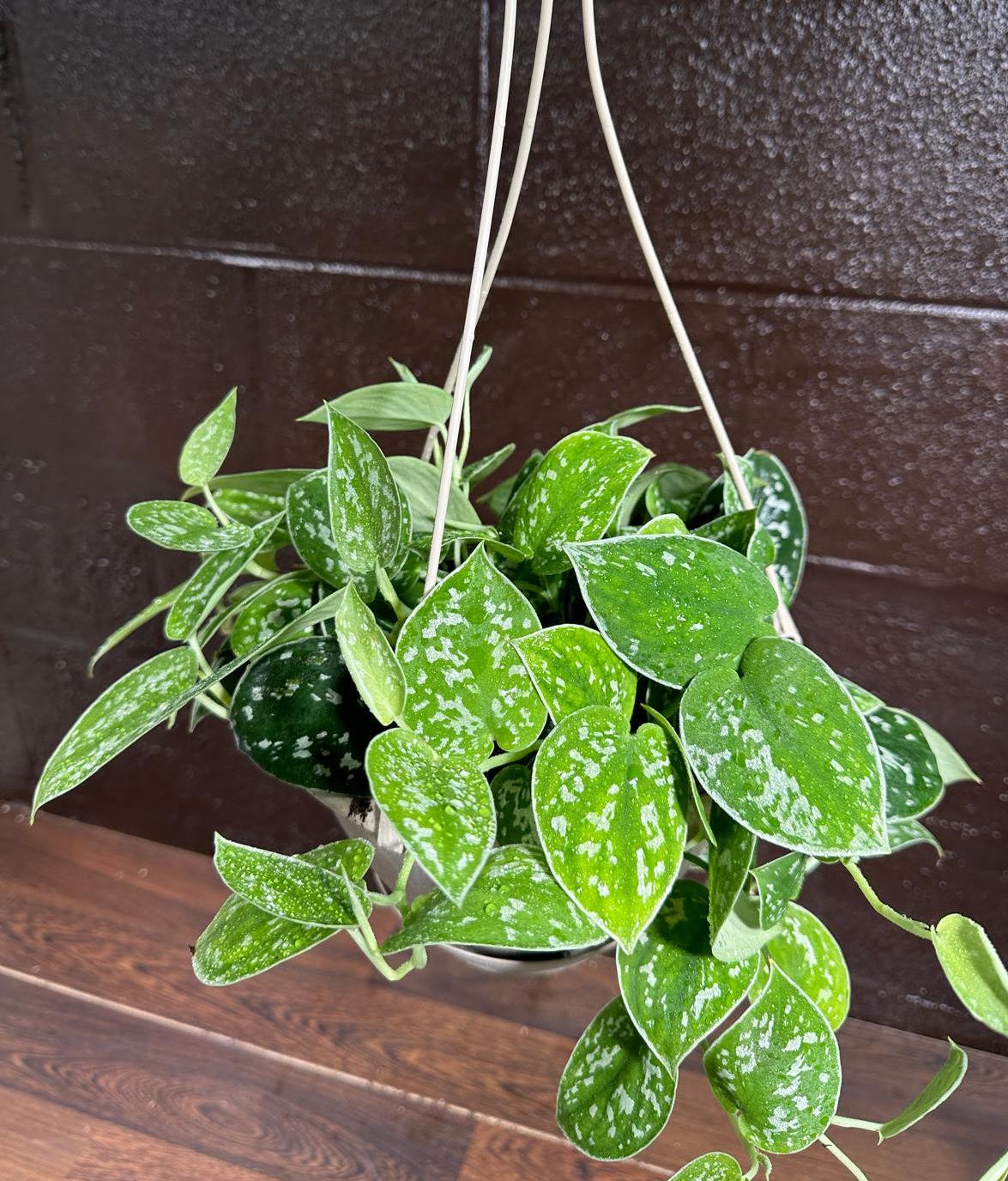 Silver Pothos in a 5" Hanging Basket - Silver Satin Pothos Live Houseplant - Scindapsus pictus 'Argyraeus' - Low light pothos for indoor”