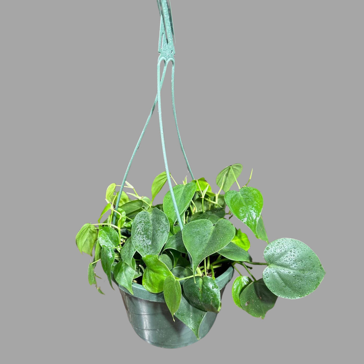 Jade Heart Leaf Philodendron in a Hanging Basket - Easy-Care Indoor Jade Philodendron - Rare Low Light Hanging Plant with Mature Vines