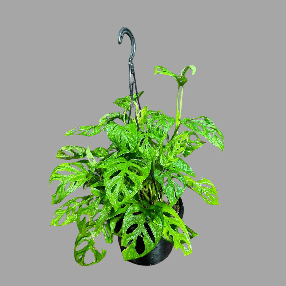 Swiss Cheese Plant in a Hanging Basket - Monstera Adansonii | Indoor Vining Houseplant | Low Light Air Purifier Plant