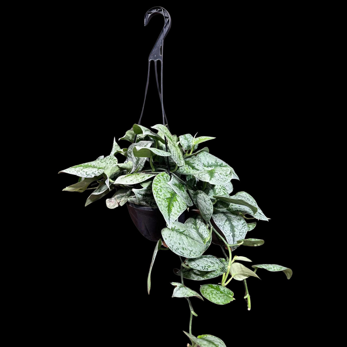 Scindapsus Silver Exotica RARE indoor vining plant in a Hanging Basket - Easy Care Low Light Houseplant Exotic Silver Scindapsus Plant