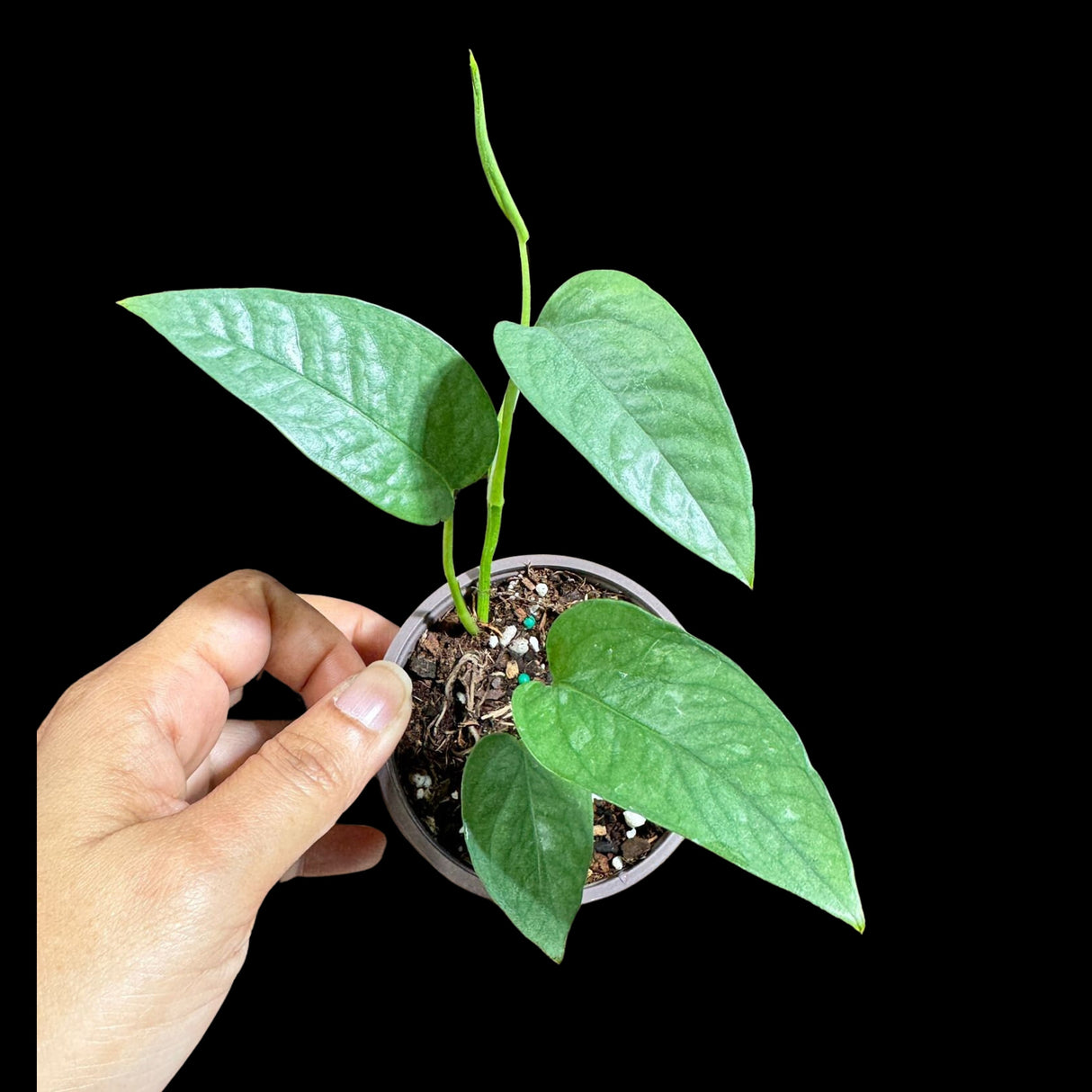 Epipremnum Pinnatum 'Cebu Blue' Pothos in a 2" Pot | Rare Cebu Blue Epipremnum Pinnatum | Gift Houseplants