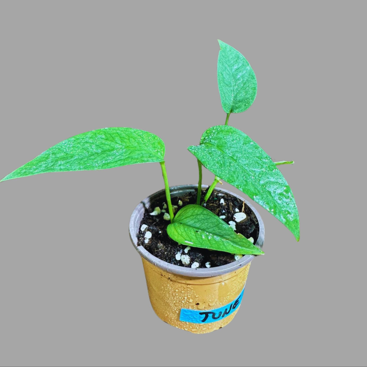 Epipremnum Pinnatum Cebu Blue Pothos Live Plant 2" | Low Light Easy Climbing Terrarium Houseplants | Indoor Plant For Kids, Father, Grandma