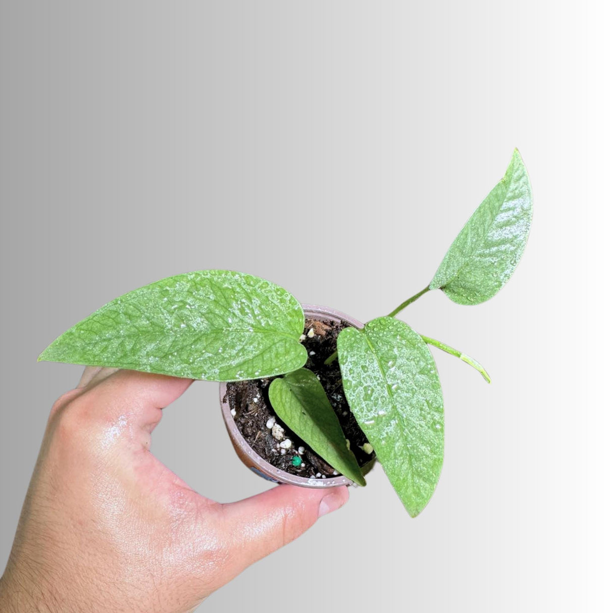 Epipremnum Pinnatum Cebu Blue Pothos Live Plant 2" | Low Light Easy Climbing Terrarium Houseplants | Indoor Plant For Kids, Father, Grandma