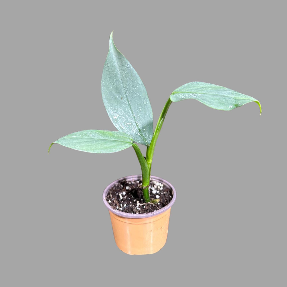 Philodendron Silver Sword Plant in a 2" Pot| Indoor & Outdoor Live House plant | Unique Tropical Plants | Office Plant, Gift Plants