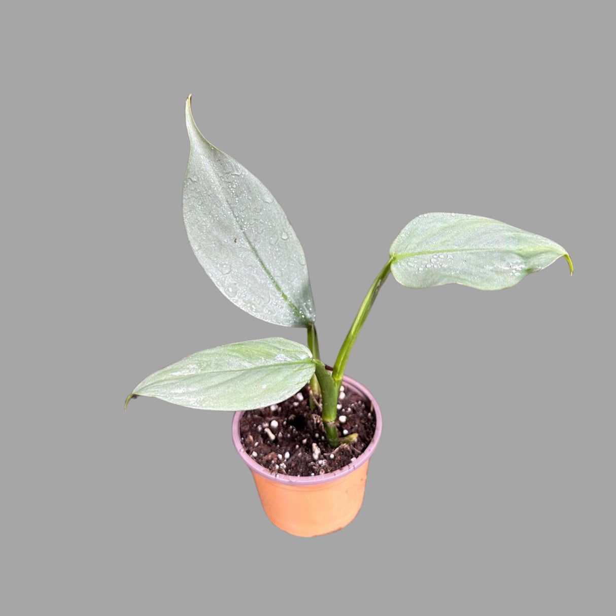 Philodendron Silver Sword Plant in a 2" Pot| Indoor & Outdoor Live House plant | Unique Tropical Plants | Office Plant, Gift Plants