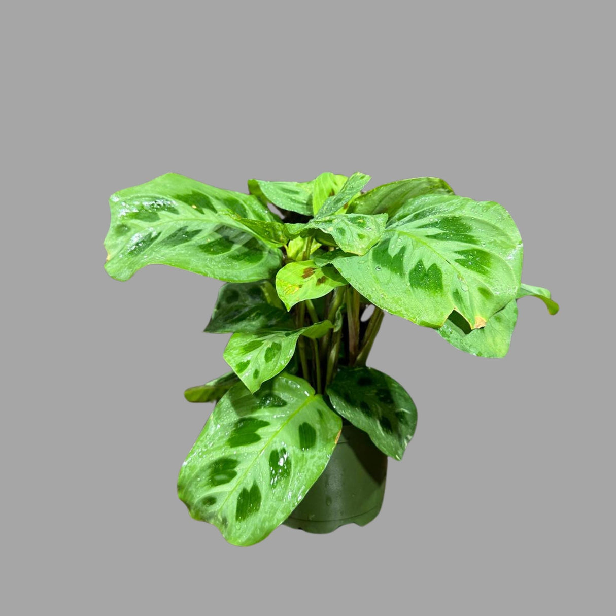 Green Maranta Leuconeura Large Mature Plant - Prayer Plant Green - Tropical Plant - Gift Houseplant