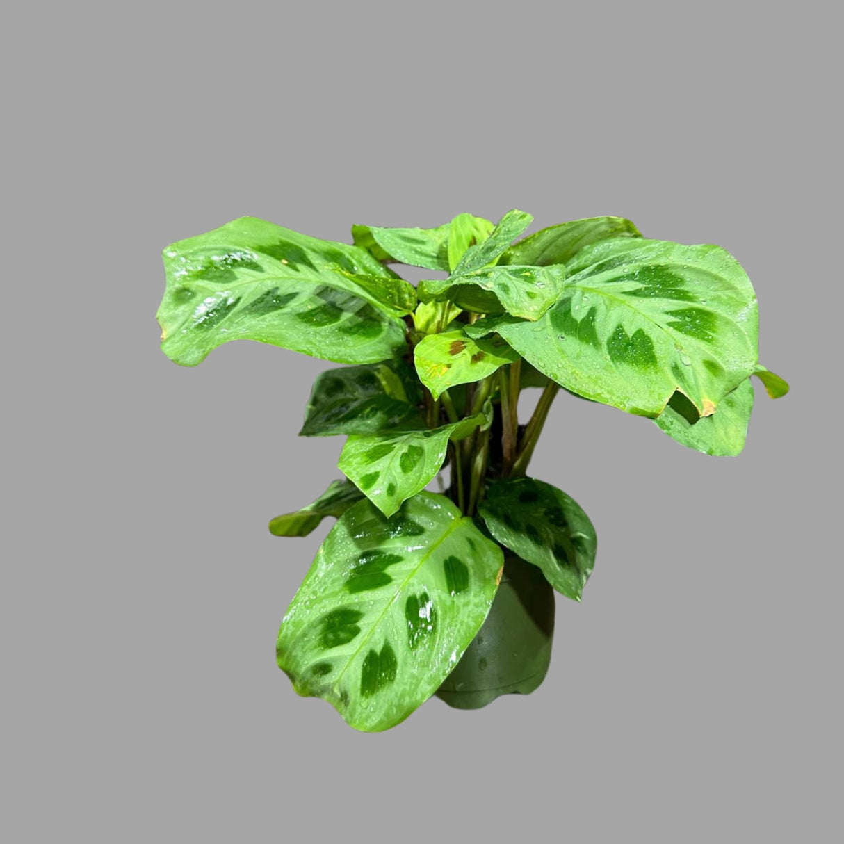 Green Maranta Leuconeura Large Mature Plant - Prayer Plant Green - Tropical Plant - Gift Houseplant