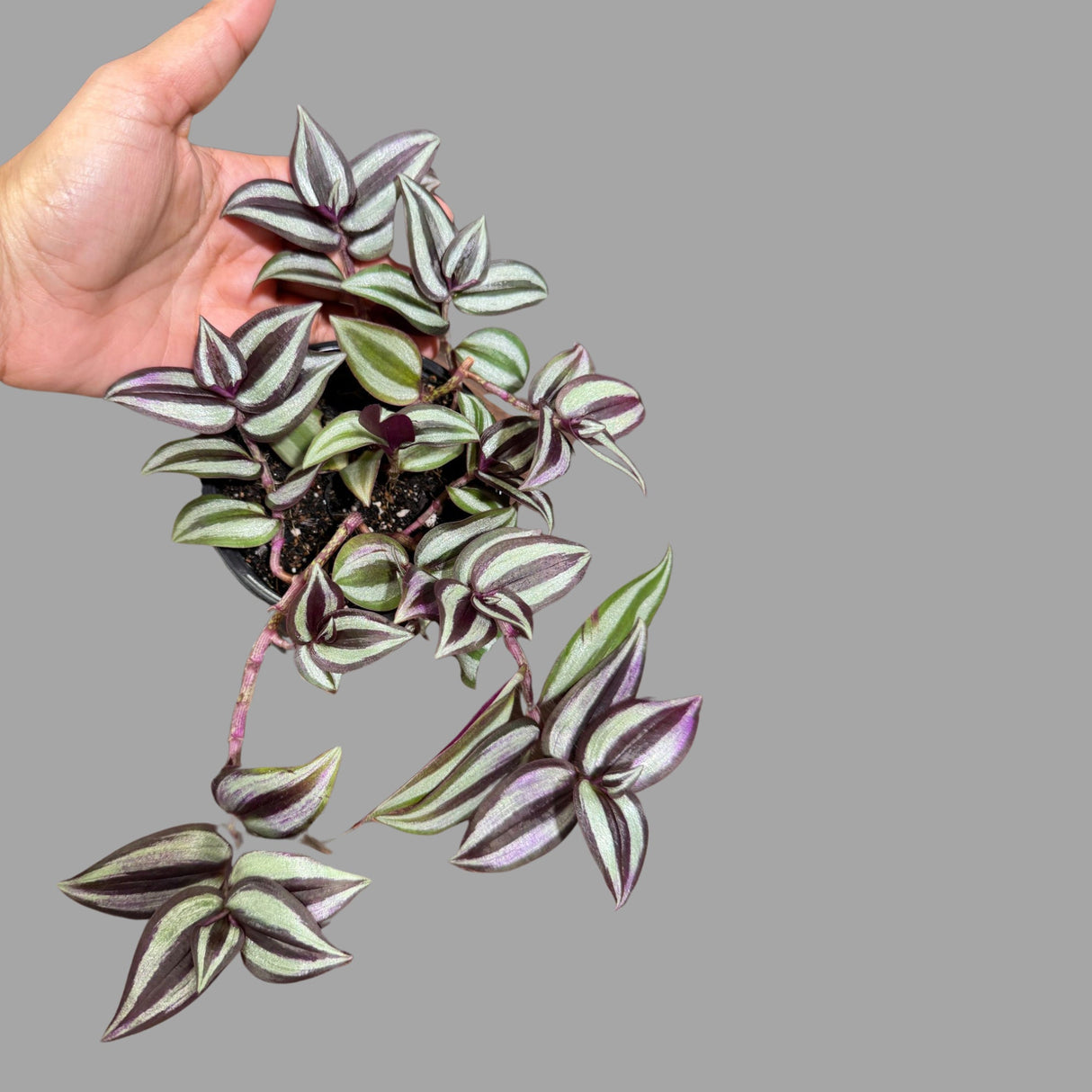 Wandering Jew Plant in 4" Nursery Pot - Rare Tradescantia - Rare Pink Silver Wandering Jew - Easy Care Hardy Indoor Houseplant