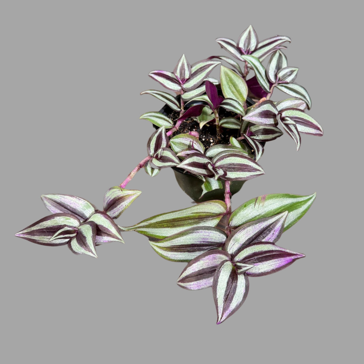Wandering Jew Plant in 4" Nursery Pot - Rare Tradescantia - Rare Pink Silver Wandering Jew - Easy Care Hardy Indoor Houseplant