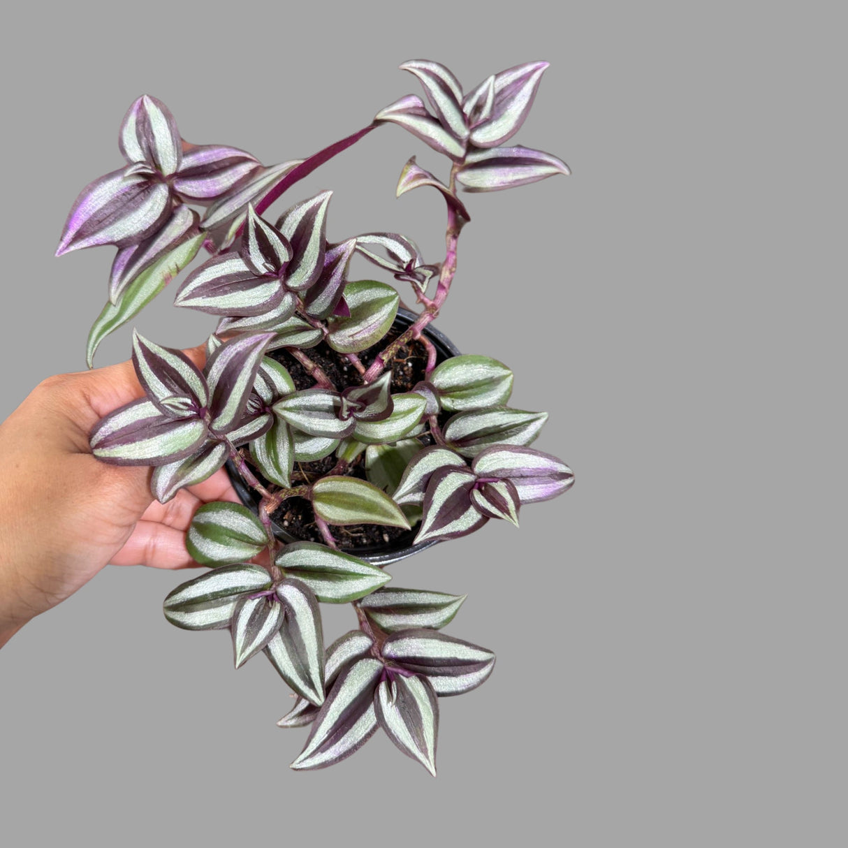 Wandering Jew Plant in 4" Nursery Pot - Rare Tradescantia - Rare Pink Silver Wandering Jew - Easy Care Hardy Indoor Houseplant