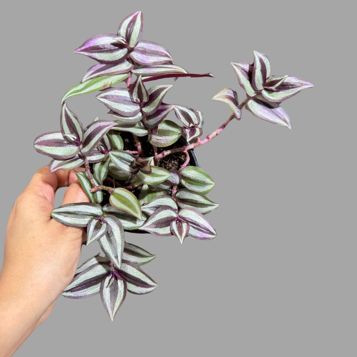 Wandering Jew Plant in 4" Nursery Pot - Rare Tradescantia - Rare Pink Silver Wandering Jew - Easy Care Hardy Indoor Houseplant
