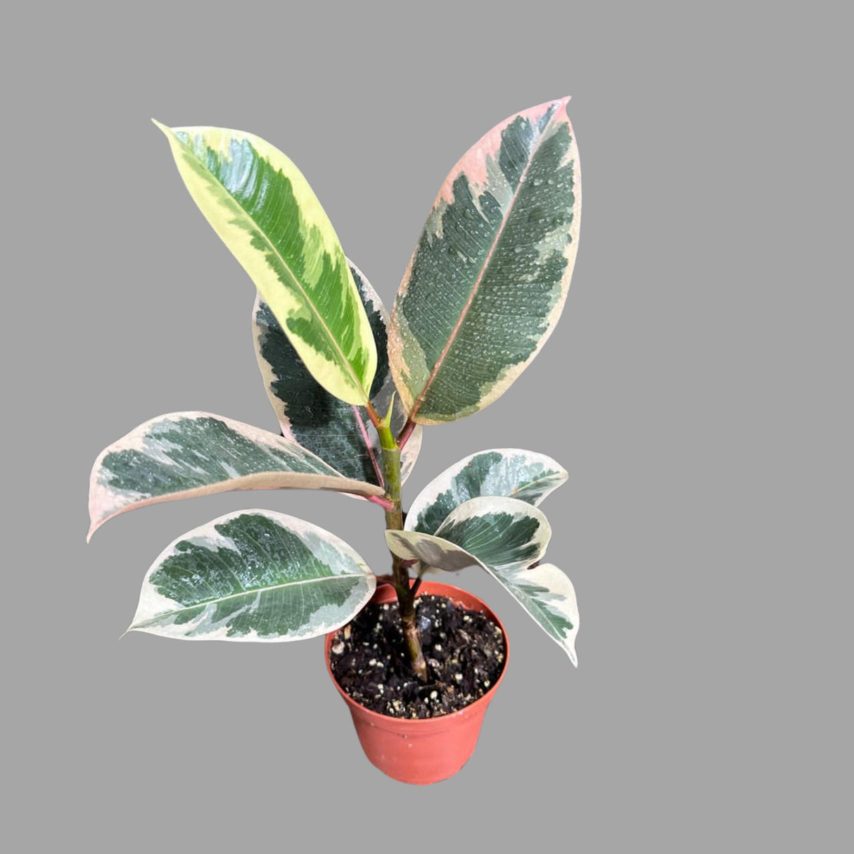 Variegated Ficus Elastica Tineke Rubber Plant - Mature Rubber Tree - Variegated Tropical Easy Care Plant - Gift Houseplant - Live Plant