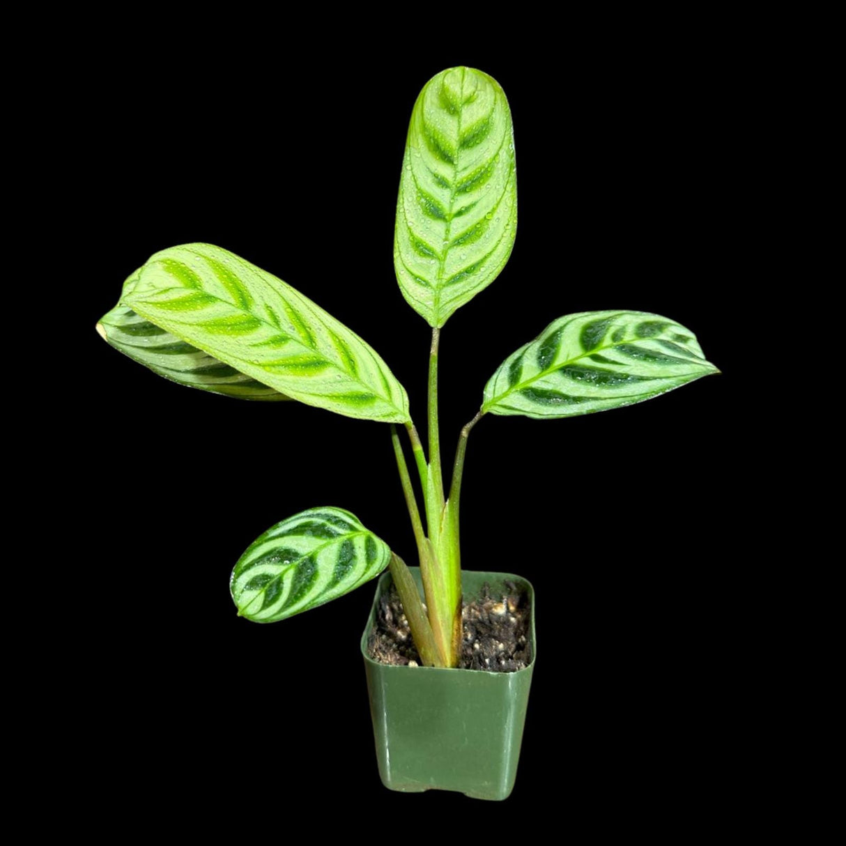 Calathea Burle Marx in a Nursery pot - Maranta Amabilis Burle Marx Starter Plant -Air purifier Houseplant -Fishbone Prayer Plant - US Seller