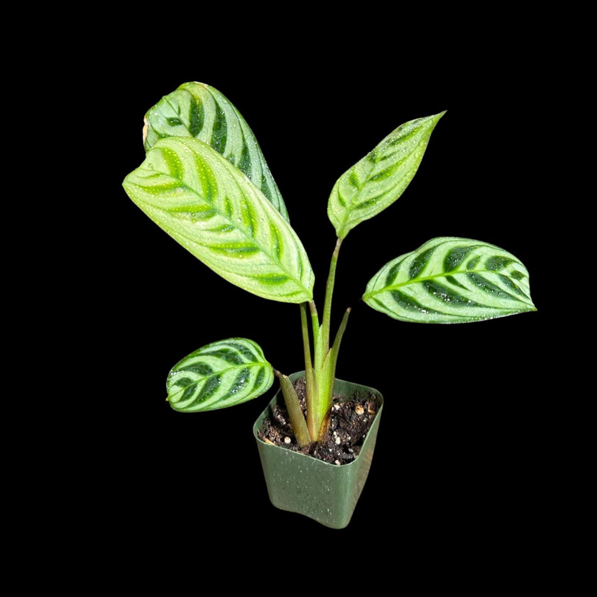 Calathea Burle Marx in a Nursery pot - Maranta Amabilis Burle Marx Starter Plant -Air purifier Houseplant -Fishbone Prayer Plant - US Seller