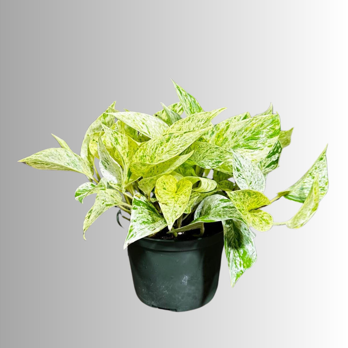 Variegated Snow Queen Pothos in a 4" Nursery Pot - Epipremnum aureum 'Snow Queen' - Variegated Pothos - Gift Houseplant - US Seller