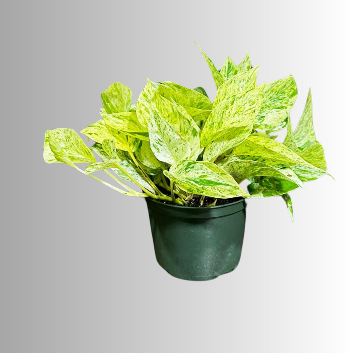 Variegated Snow Queen Pothos in a 4" Nursery Pot - Epipremnum aureum 'Snow Queen' - Variegated Pothos - Gift Houseplant - US Seller