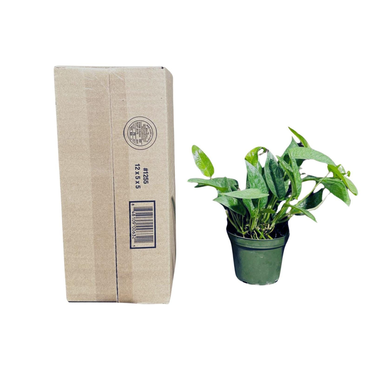 Epipremnum Pinnatum 'Cebu Blue' Pothos in a 3" Pot | Rare Cebu Blue Epipremnum Pinnatum | Gift Houseplants | Live Indoor Plant