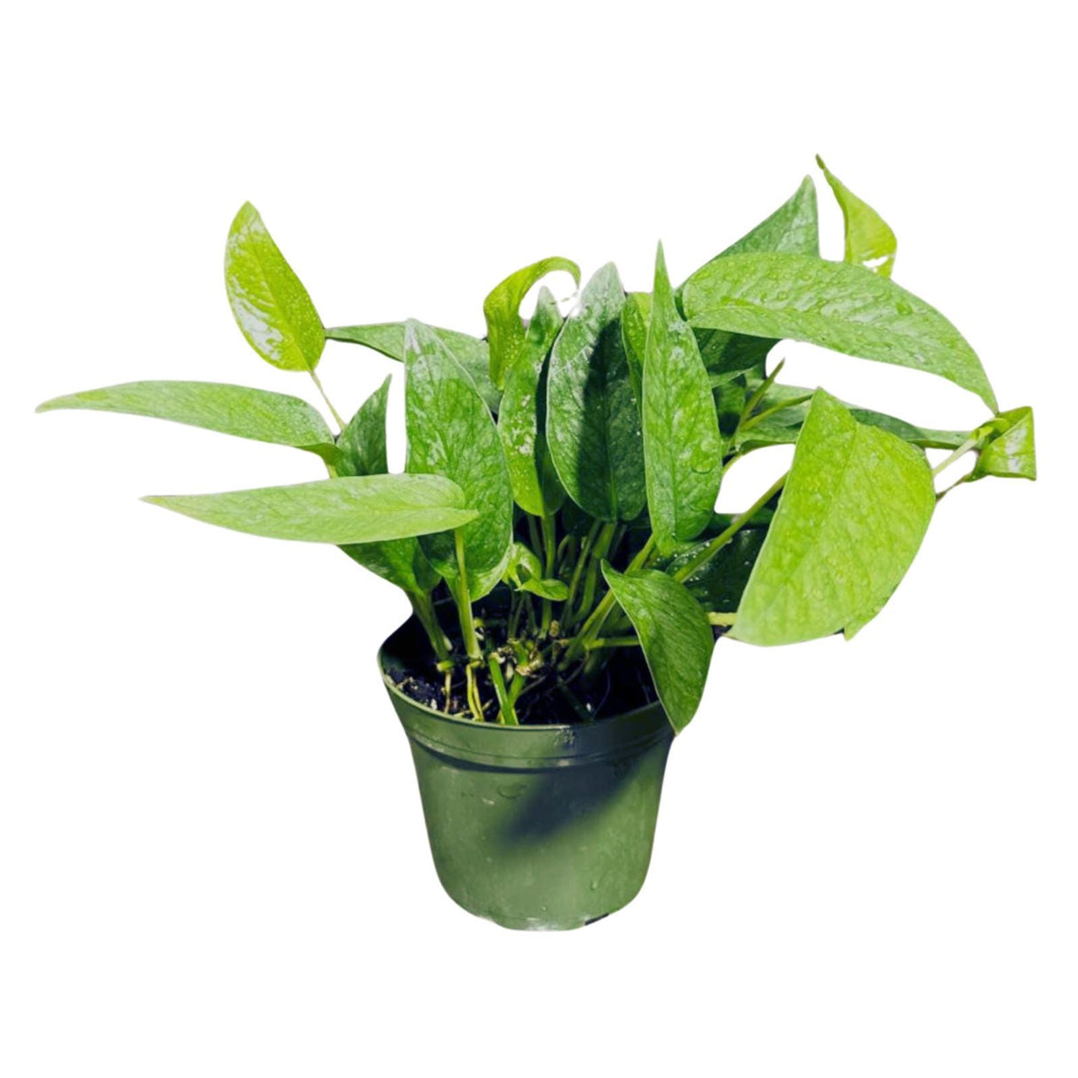 Epipremnum Pinnatum 'Cebu Blue' Pothos in a 3" Pot | Rare Cebu Blue Epipremnum Pinnatum | Gift Houseplants | Live Indoor Plant