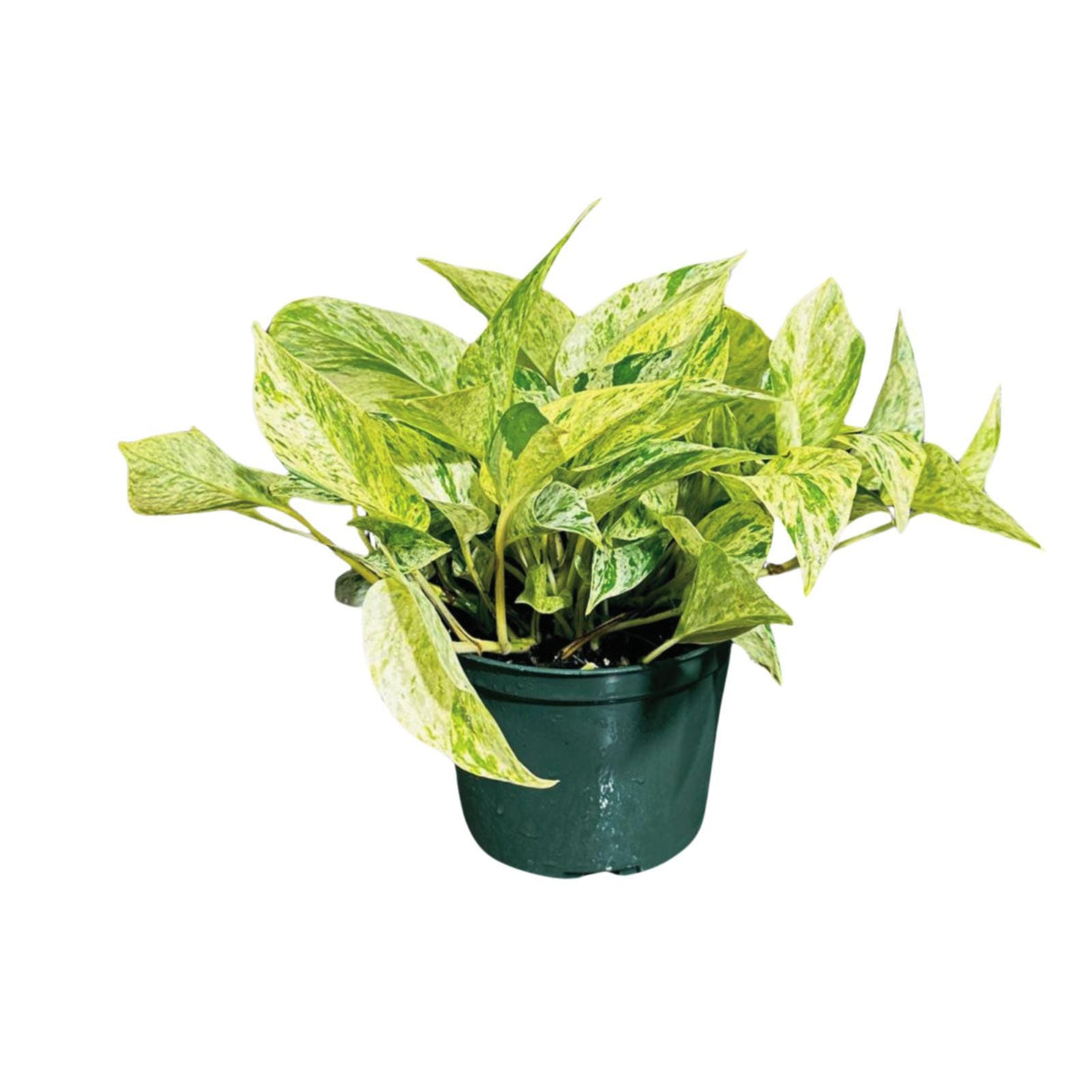 Variegated Snow Queen Pothos in a 4" Nursery Pot - Epipremnum aureum 'Snow Queen' - Variegated Pothos - Gift Houseplant - US Seller