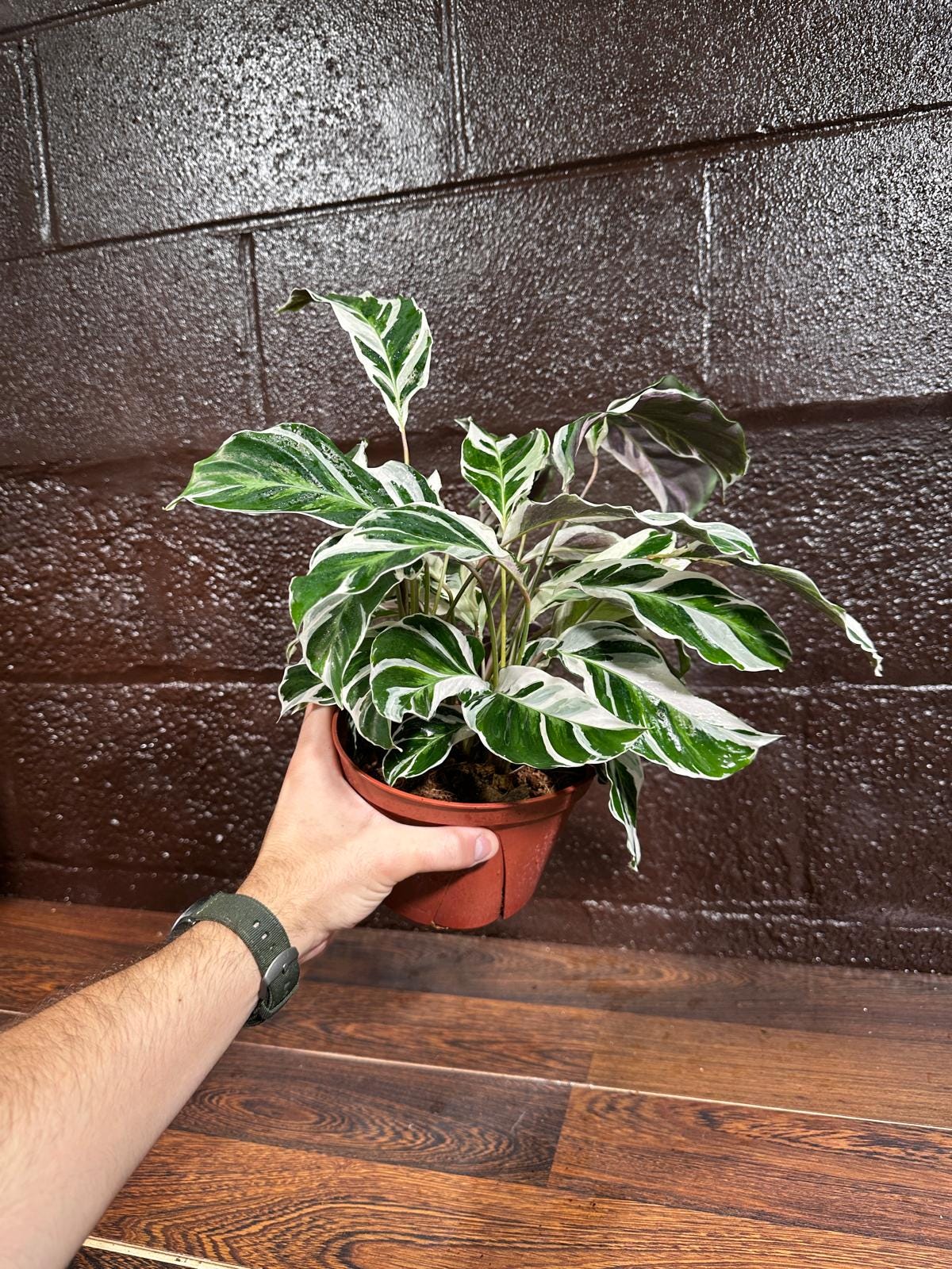 Calathea Fusion White 6” Nursery pot | Variegated Calathea | Calathea White Fusion | Calathea Tissue White Fusion