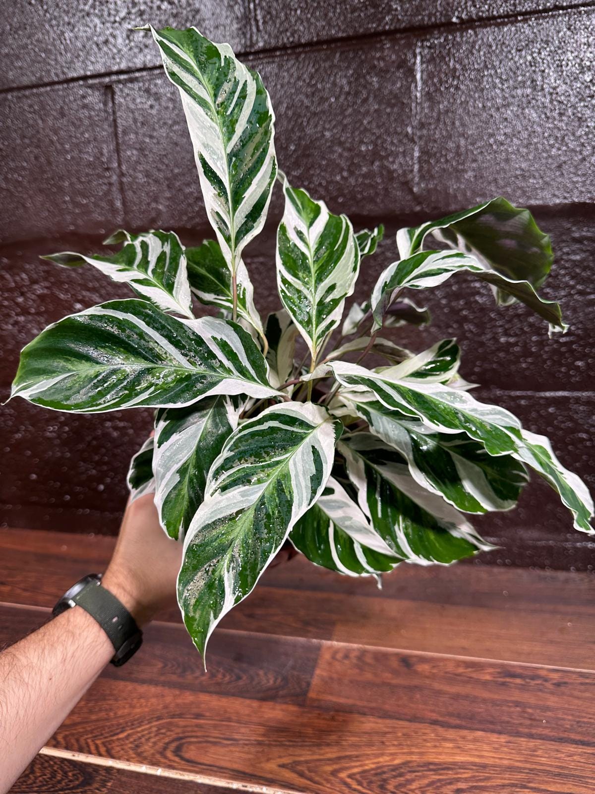 Calathea Fusion White 6” Nursery pot | Variegated Calathea | Calathea White Fusion | Calathea Tissue White Fusion