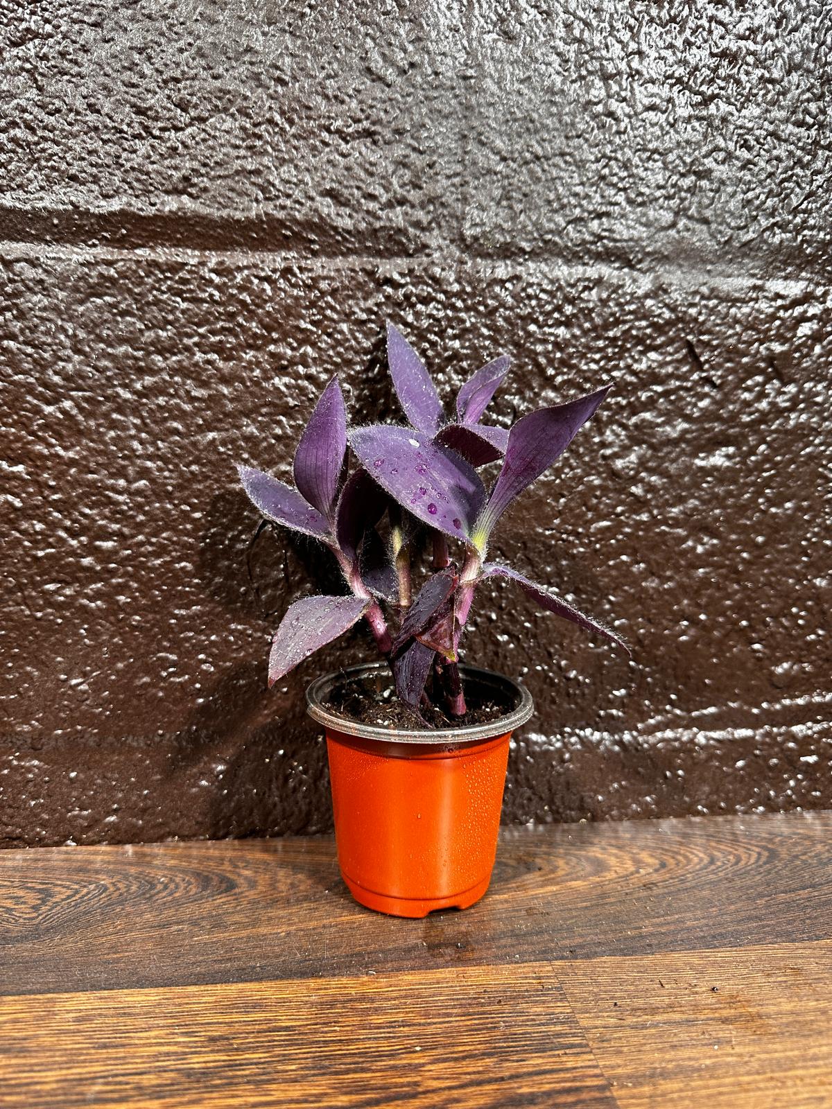 Purple Passion Tradescantia Wandering Jew Plant in a Pot | Easy Care Indoor Plant | Purple Queen Plant | Live Houseplant | US Seller