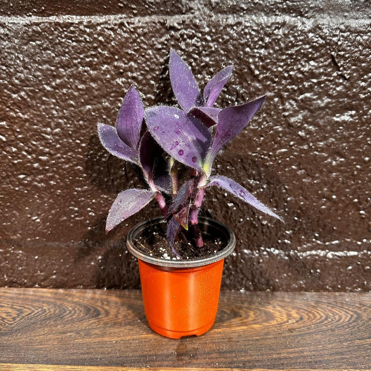 Purple Passion Tradescantia Wandering Jew Plant in a Pot | Easy Care Indoor Plant | Purple Queen Plant | Live Houseplant | US Seller