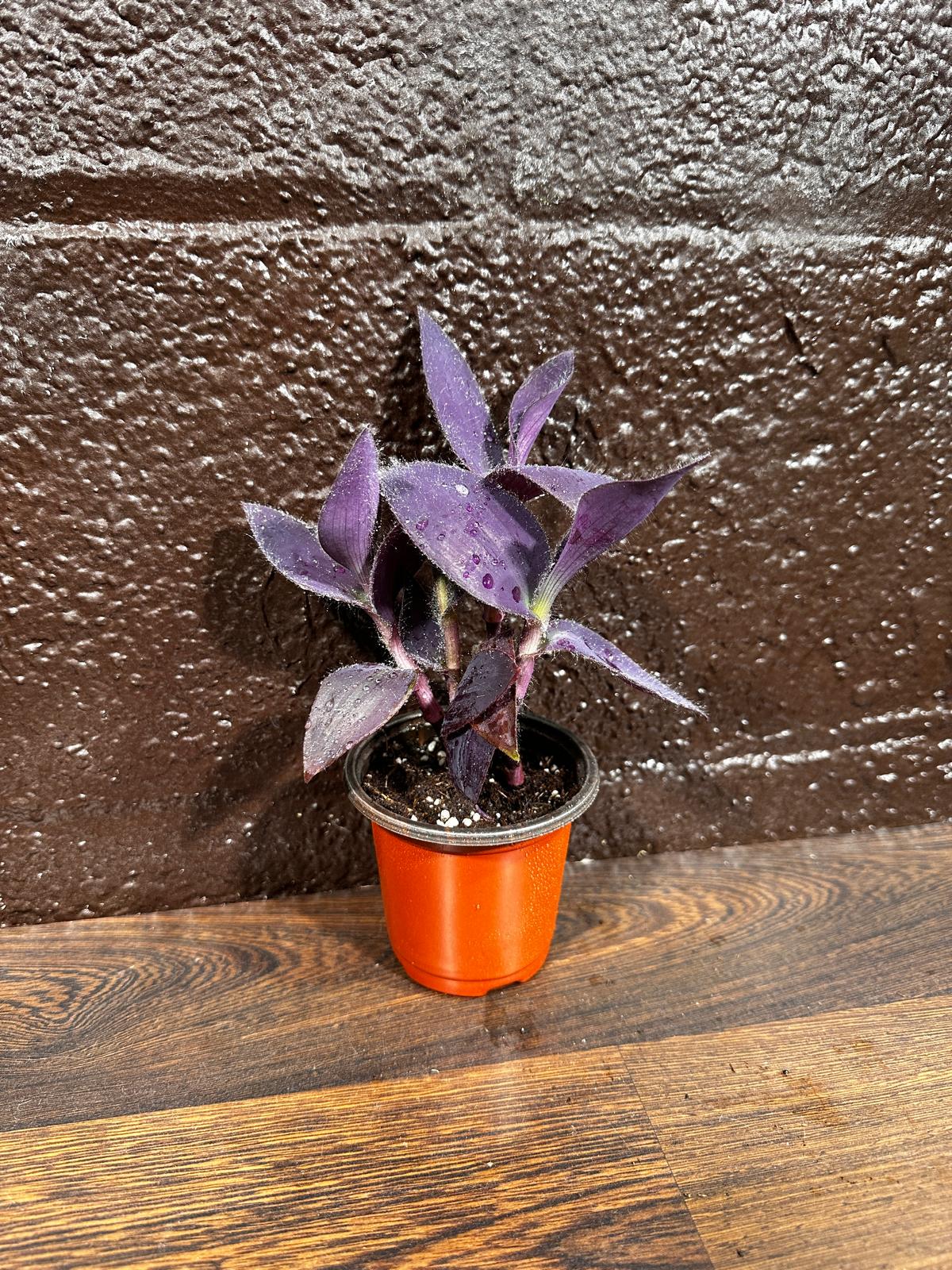 Purple Passion Tradescantia Wandering Jew Plant in a Pot | Easy Care Indoor Plant | Purple Queen Plant | Live Houseplant | US Seller