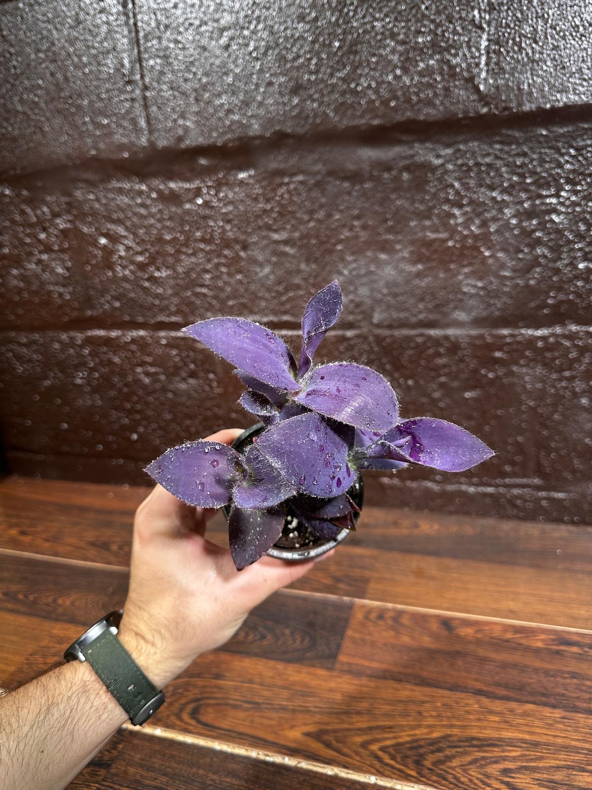 Purple Passion Tradescantia Wandering Jew Plant in a Pot | Easy Care Indoor Plant | Purple Queen Plant | Live Houseplant | US Seller