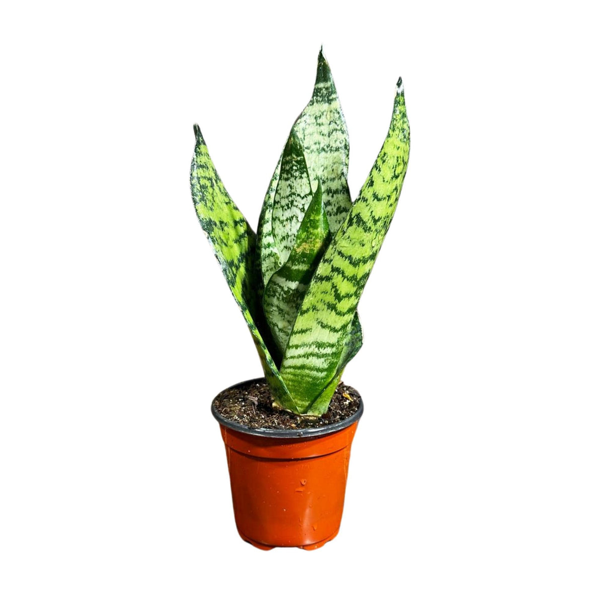Sansevieria Zeylanica Snake Plant in 4" Pot | Live Indoor Plants | SAME PLANT| Green Snake Plant | Low light Houseplant | Pet Friendly