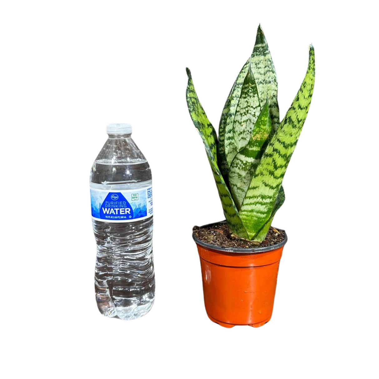 Sansevieria Zeylanica Snake Plant in 4" Pot | Live Indoor Plants | SAME PLANT| Green Snake Plant | Low light Houseplant | Pet Friendly