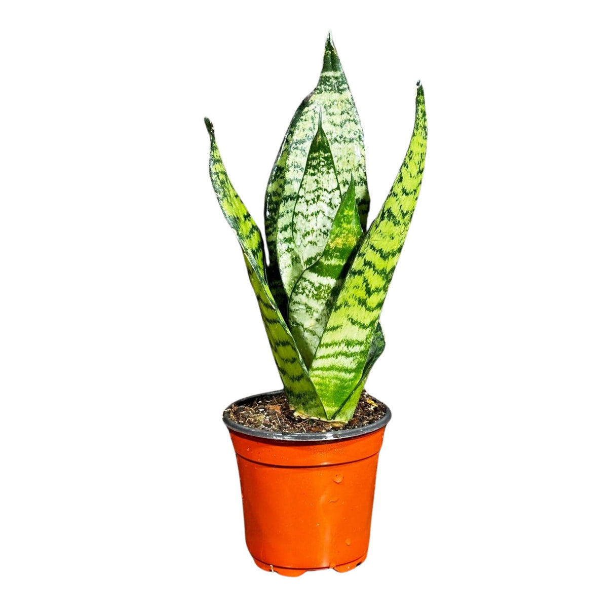 Sansevieria Zeylanica Snake Plant in 4" Pot | Live Indoor Plants | SAME PLANT| Green Snake Plant | Low light Houseplant | Pet Friendly